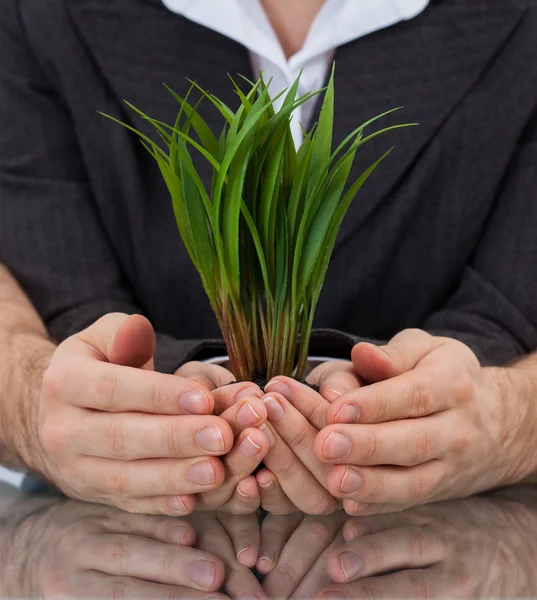 Empresários segurando planta em mãos levantadas — Fotografia de Stock