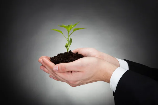 Empresario Holding Sapling Representando el Desarrollo — Foto de Stock