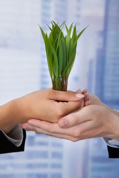 Geschäftsleute mit Pflänzchen — Stockfoto