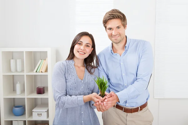 Couple Holding Green Sprout — Stock Photo, Image