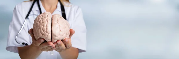 Крупный План Модели Мозга Доктора Держащего Руку Человеческий Мозг — стоковое фото