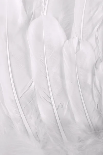 白い翼の羽のテクスチャ — ストック写真