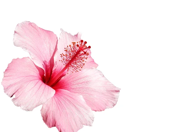 Hibiscus flower isolated — Stock Photo, Image