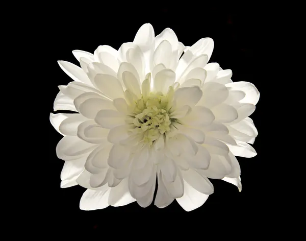 White flower Chrysanthemum isolated on black — Stock Photo, Image