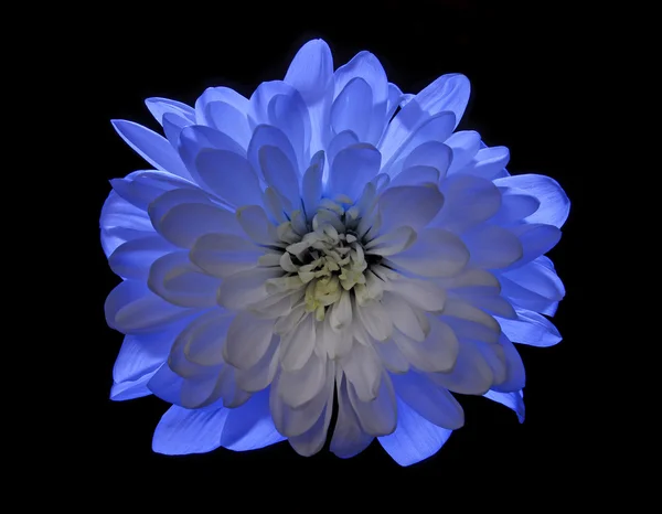 Blue flower Chrysanthemum isolated on black — Stock Photo, Image