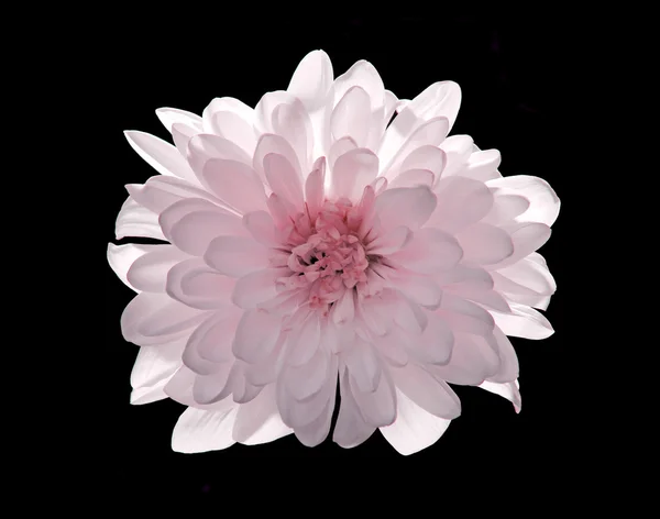 Pink flower Chrysanthemum isolated on black — Stock Photo, Image