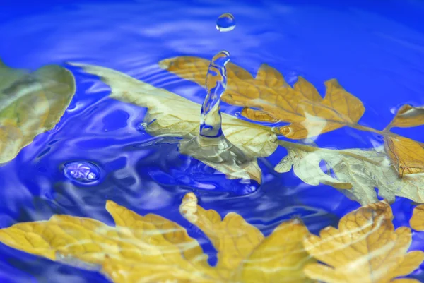 Autumn leaves in ripple water — Stock Photo, Image