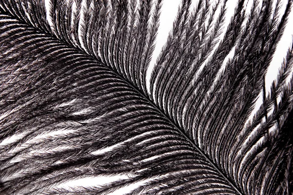 Textura de plumagem de penas pretas — Fotografia de Stock