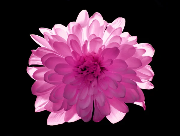 Flower Chrysanthemum — Stock Photo, Image