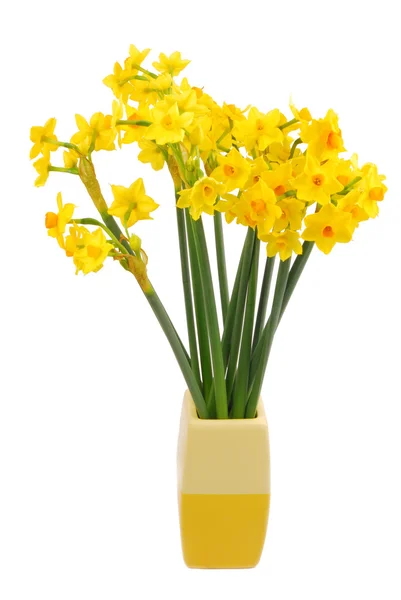 Kytice narcisů květ — Stock fotografie