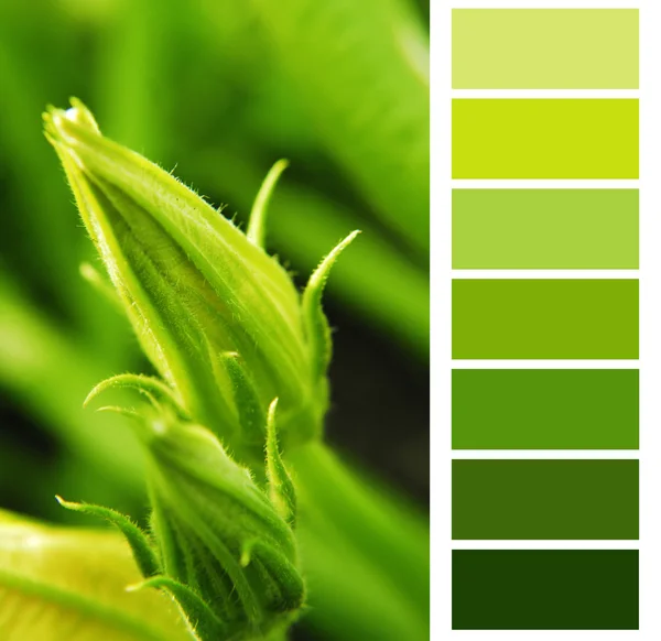 Палитра цветовых палитр Courgette green color chart — стоковое фото