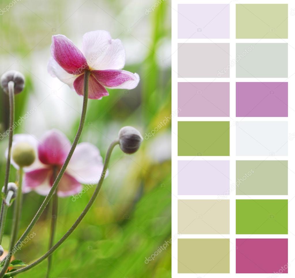 Plant Color Chart