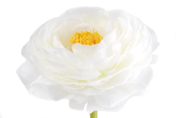 Biały Kwiat Białym Tle — Zdjęcie stockowe