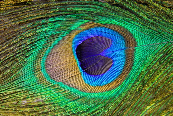 Peacock Feather Macro Detail Background — Stock Photo, Image