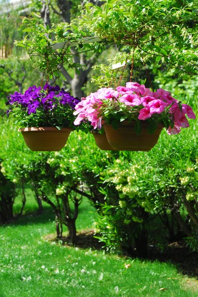 Flower Pots Decorate Garden — Stock Photo, Image