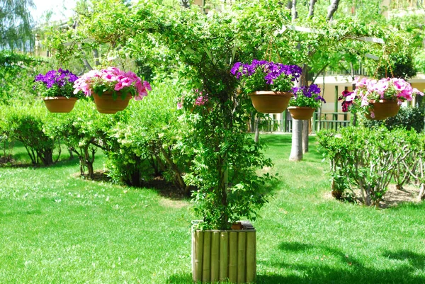 Blumentöpfe Schmücken Garten — Stockfoto