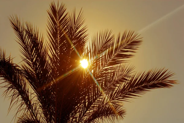 Palme Bei Sonnenuntergang Goldener Farbe — Stockfoto