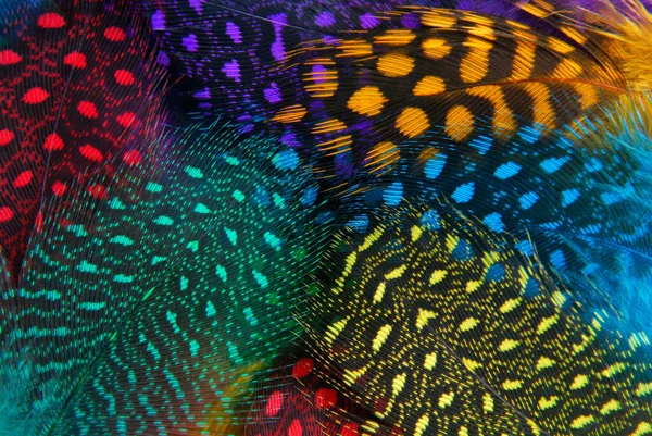 Piuma Colori Diversi Macro Texture Sfondo — Foto Stock