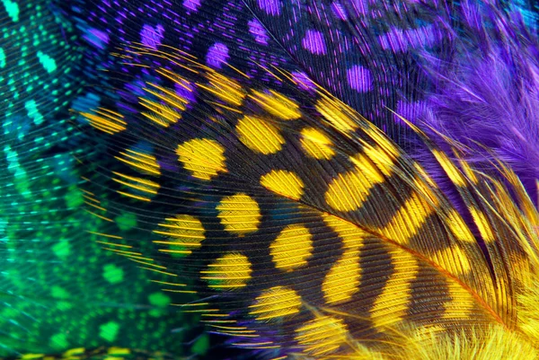 Feather Different Colors Macro Textured Background — Stock Photo, Image