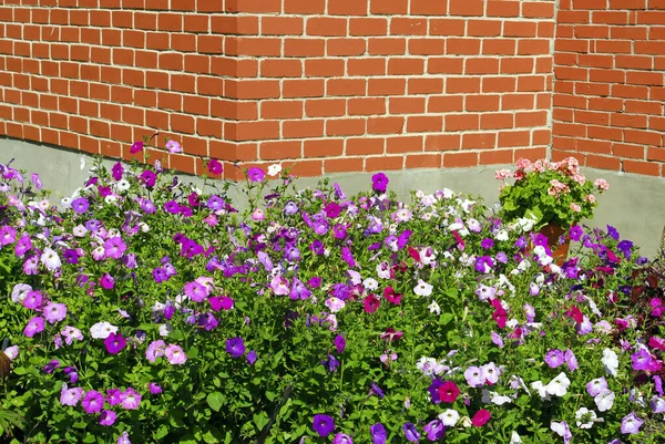 Nahaufnahme Petunienblüte Gartensteinen Wanddekoration — Stockfoto