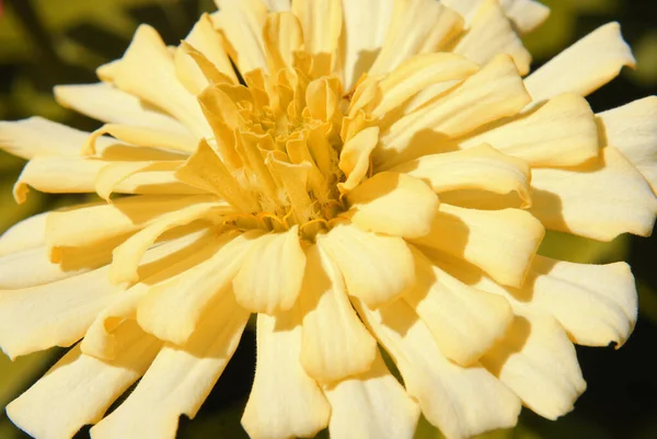 Close Petunia Bloem Tuin Bakstenen Muur Decoratie — Stockfoto