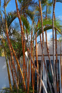 Beyaz çakıl taşları oval duvar dokusu