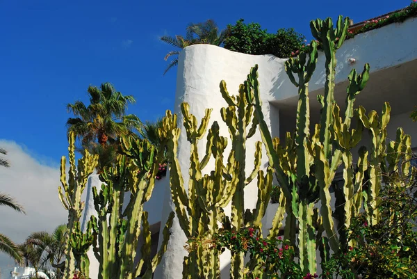 Grande Cacto Perto Edifício Branco — Fotografia de Stock