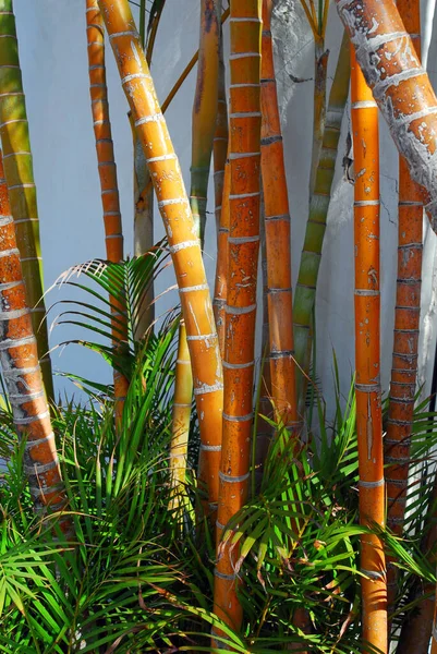 Perto Bambu Vermelho — Fotografia de Stock