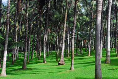 Golf sahasının yakınında palmiye ağaçları var.