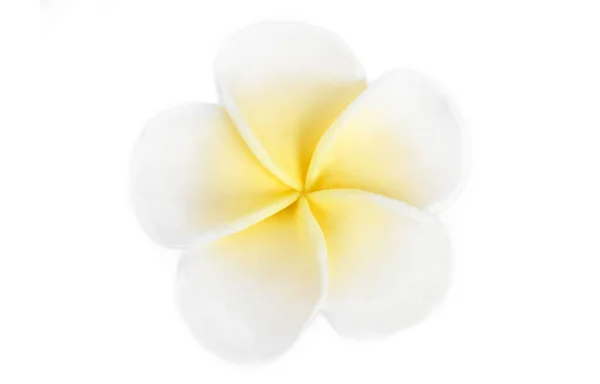Закриття Квітки Франсіпані Жан Ізольованої Білому — стокове фото