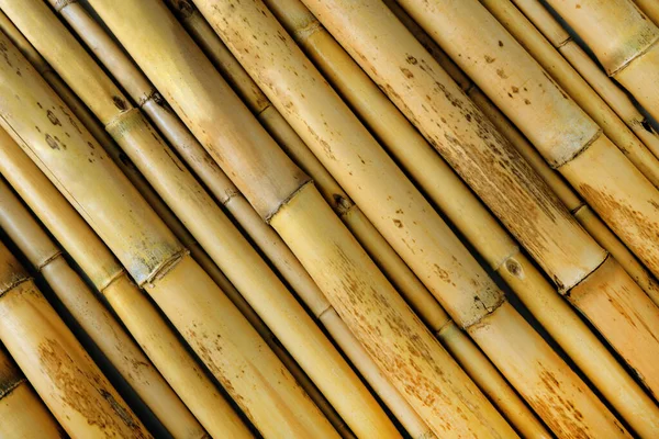 Gros Plan Fond Naturel Texture Bambou — Photo