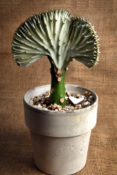 Close Coral Candelabra Cactus Fan Shaped — ストック写真