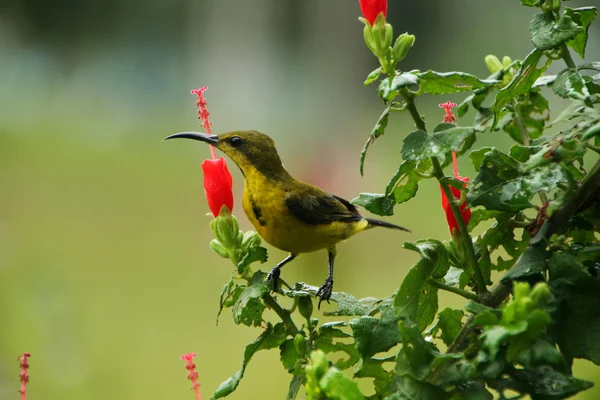 Beija-flor — Fotografia de Stock