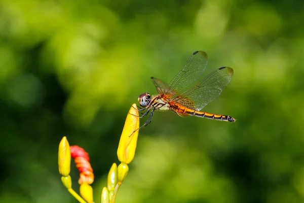 Dragonfly outdoor — Stock Photo, Image