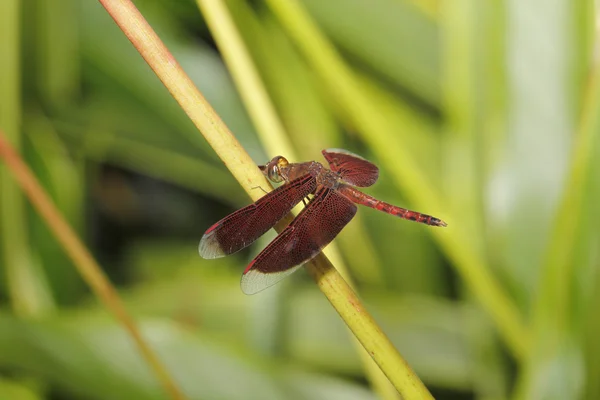 Red dragonfly outdoor — Stock Photo, Image