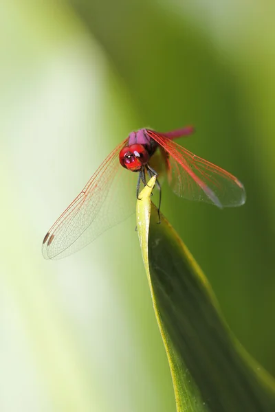 Libélula roja Descansando en una planta — Foto de Stock