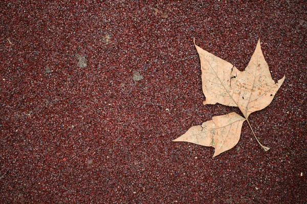 Feuille Flétrie Sur Sol Piste Sportive Pendant Hiver Vue Rapprochée — Photo