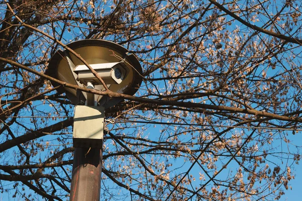 Détail Une Caméra Cachée Dans Couvert Forestier Détail Parc Municipal — Photo