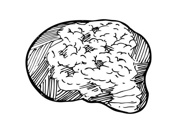 스케치 뇌 — 스톡 벡터
