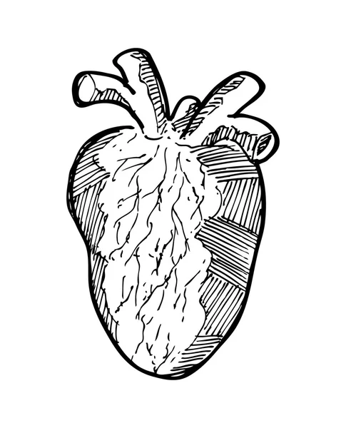 Sketchy cuore umano — Vettoriale Stock
