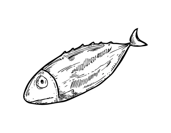 粗略的生鱼 — 图库矢量图片