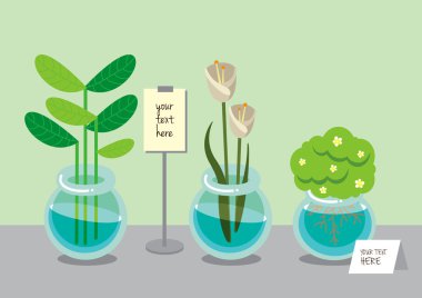 Water plant in a pot