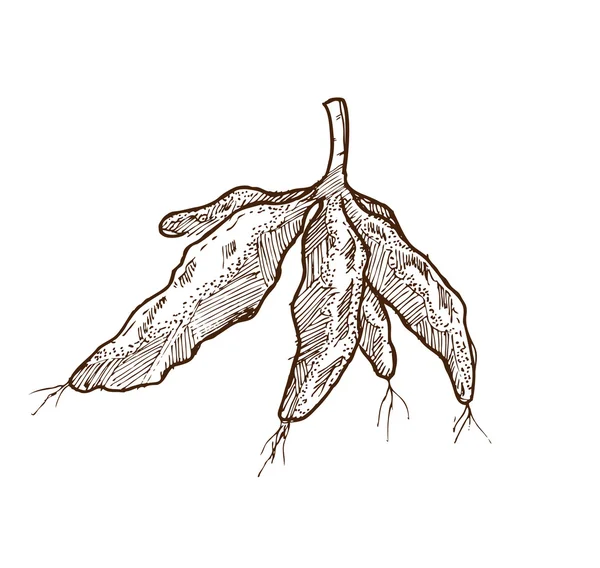 Cassava doodle — Stock Illustration Cassava doodle Royalty Free Stock Vectors