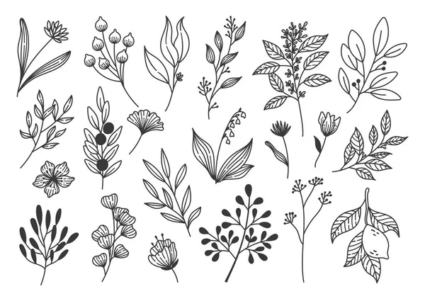 Bloemen Lijn Kunst Doodle Set Van Planten — Stockvector