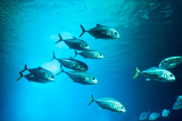 School of fishes — Stock Photo, Image