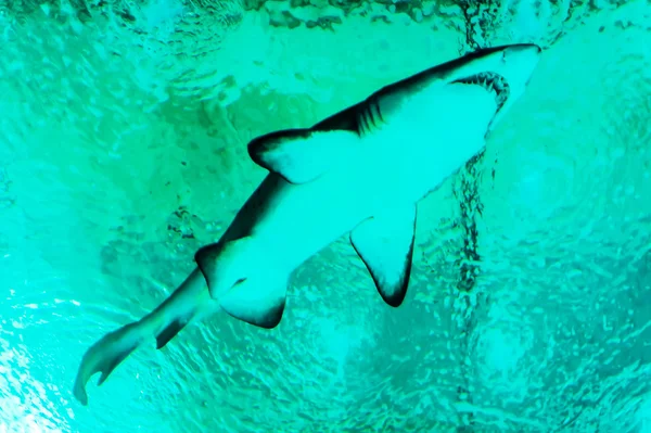 Shark in aquarium — Stock Photo, Image