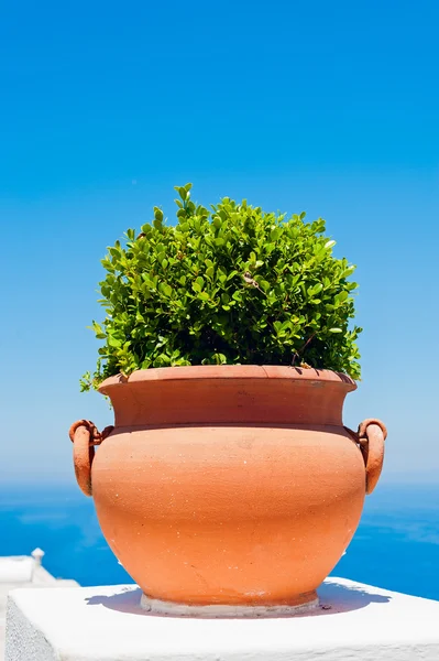 Pote de flores de terracota, Capri — Fotografia de Stock