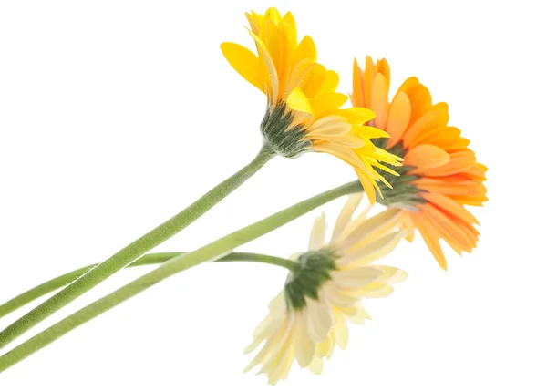 Bündel Gerbera — Stockfoto