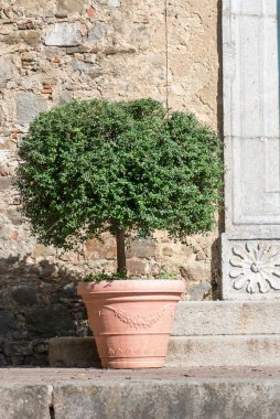 Ficus benjamina ağaç