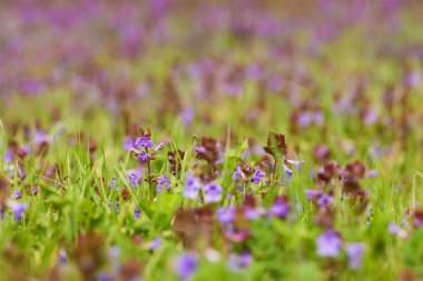 çiçek çim yakın çekim
